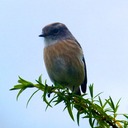 Auzocrash in Tampon 059 (2) - Arbeitskopie 2