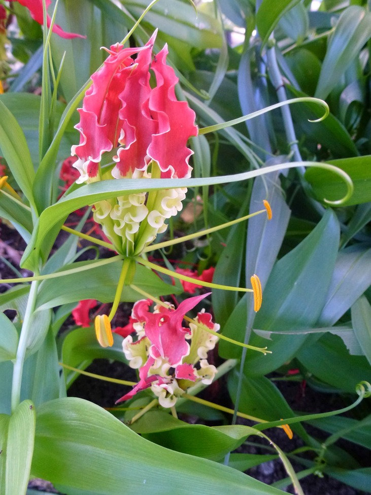 Blue Lagoon Meeting RC Vacoas 145