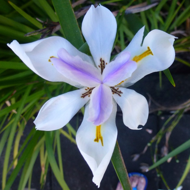 Blue Lagoon Meeting RC Vacoas 139 - Arbeitskopie 2