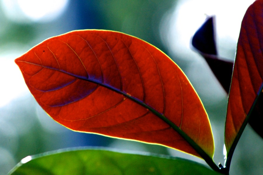 Botanikgarten 003 - Arbeitskopie 2