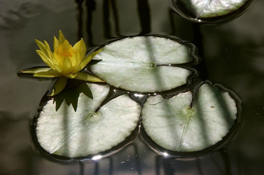 Botanikgarten 033 - Arbeitskopie 2