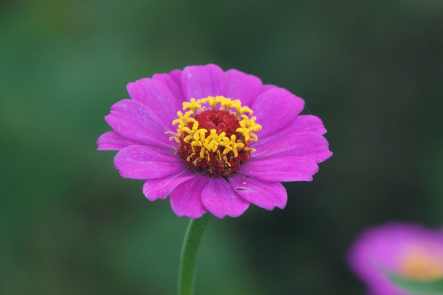 Chute de Lily Platform de la vierge 030 - Arbeitskopie 2