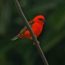 Chute de Lily Platform de la vierge 239 - Arbeitskopie 2