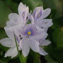 Chute de Lily Platform de la vierge 143 - Arbeitskopie 2