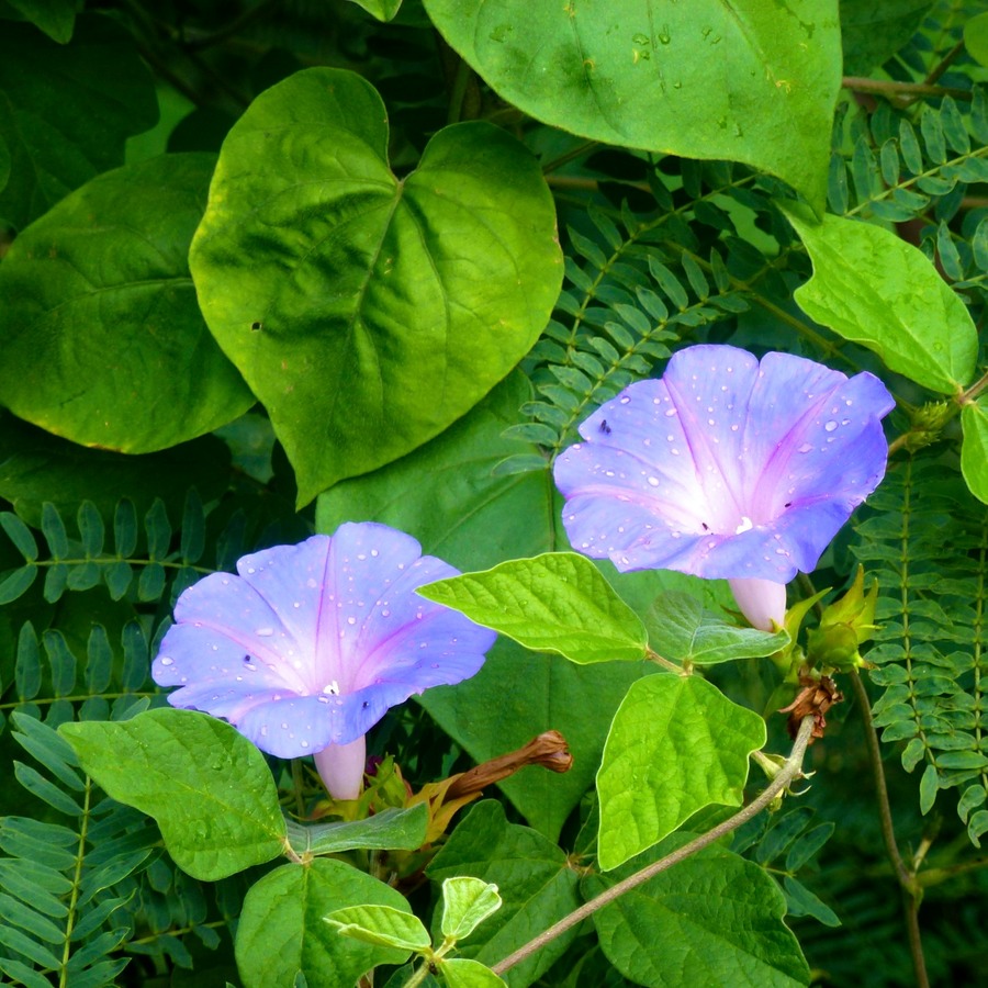 Cilaos 115 (2) - Arbeitskopie 2