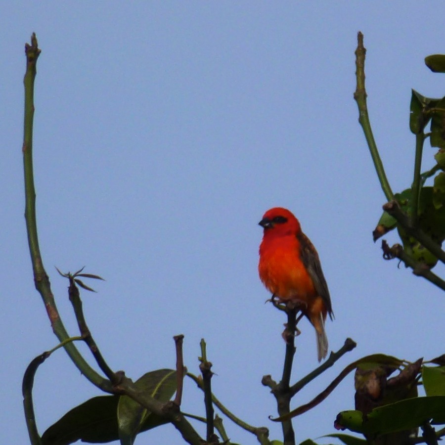 Clubversammling Tana 004 - Arbeitskopie 2