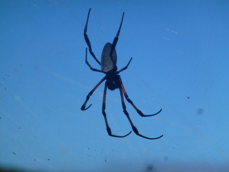 Dos d'Ane Circe de Matate 131