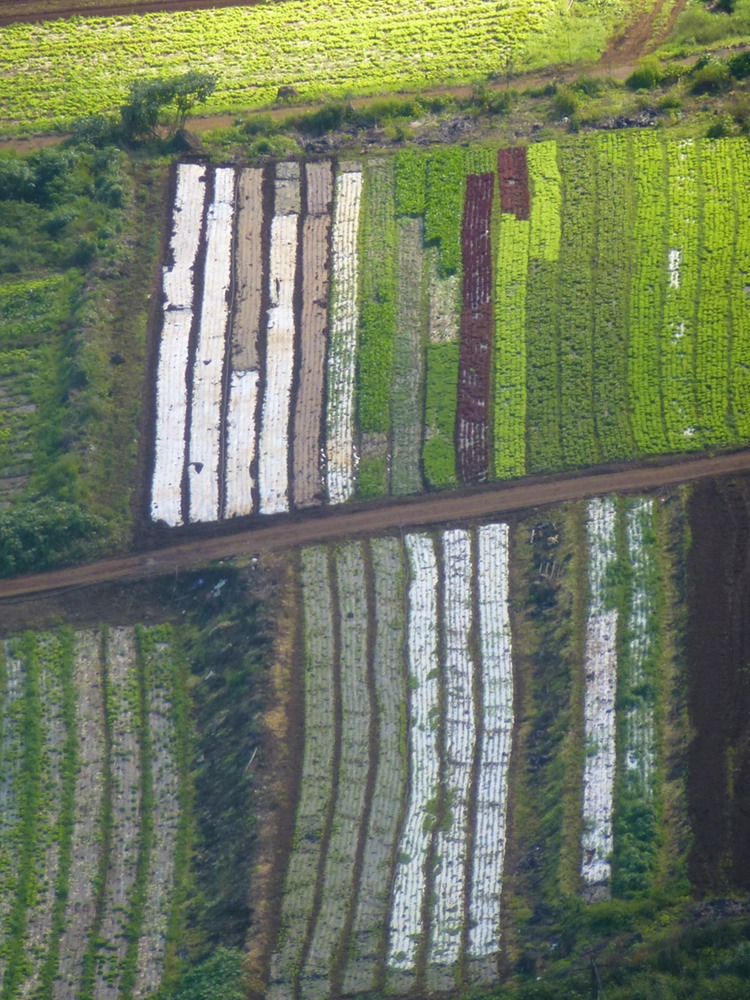 Dos d'Ane Circe de Matate 110