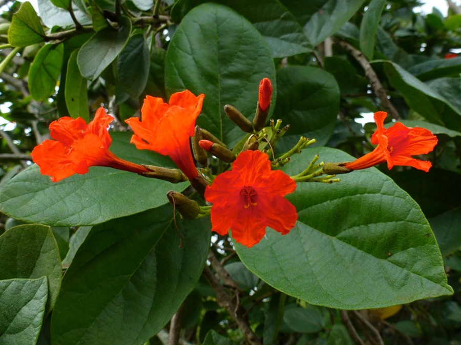 Ecole Handicapées Homediner 123 - Arbeitskopie 2