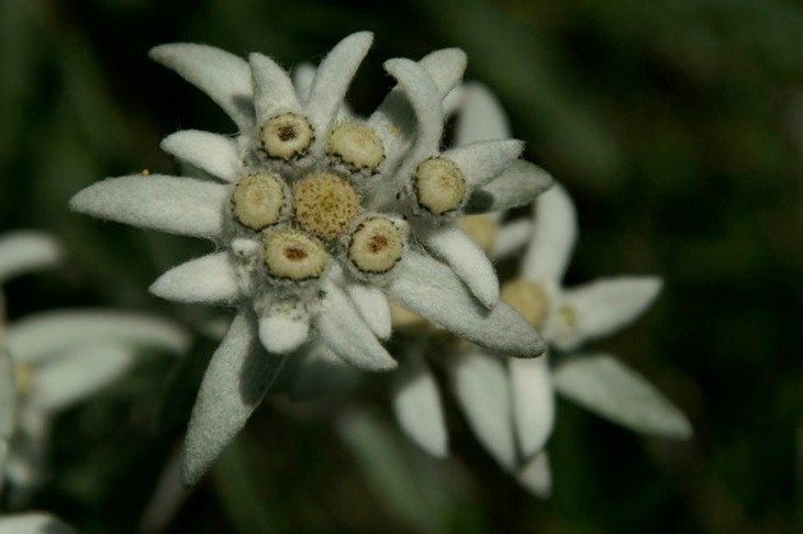 Edelweiss2