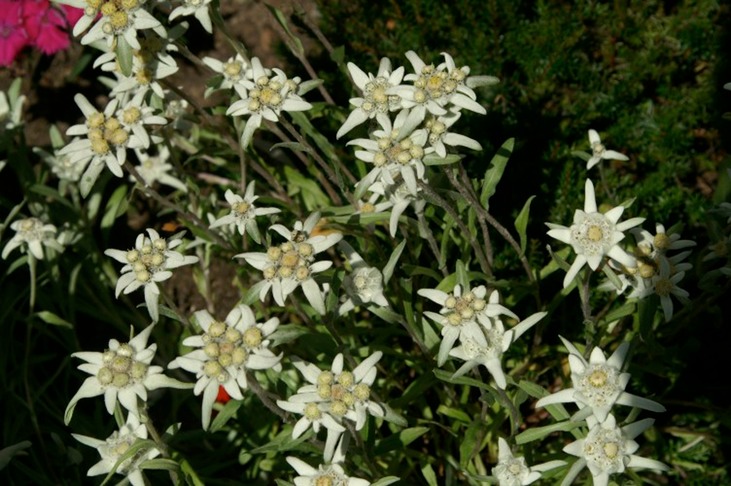 Edelweiss3