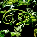 Feldspaziergang + Indische Hochzeit 155 - Arbeitskopie 2