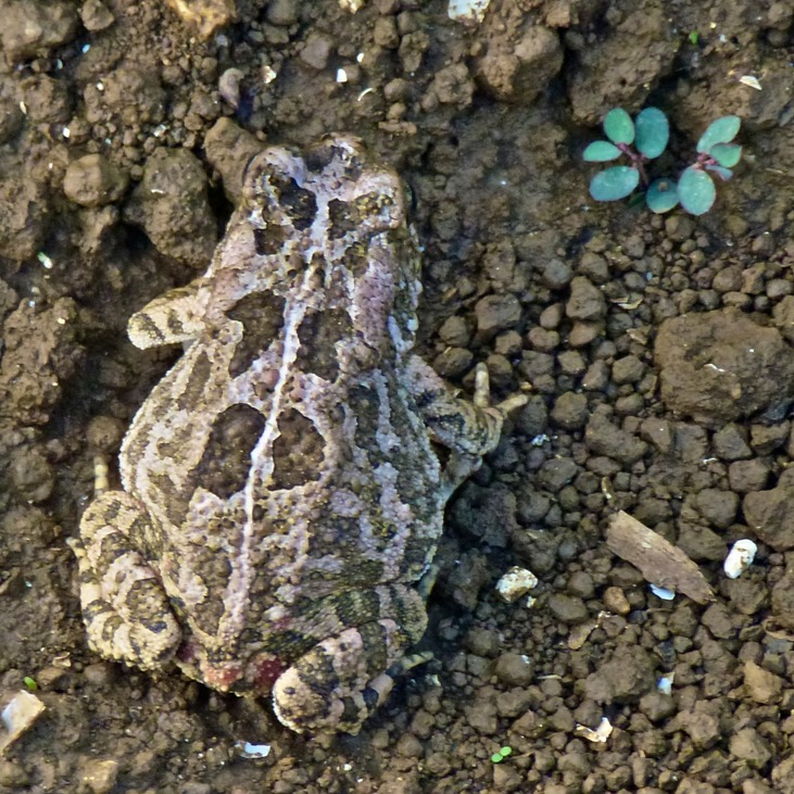 Feldspaziergang + Indische Hochzeit 098 - Arbeitskopie 2