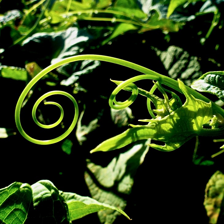 Feldspaziergang + Indische Hochzeit 155 - Arbeitskopie 2