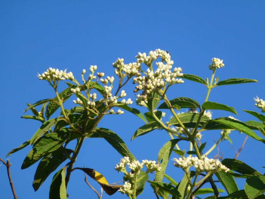 Feldspaziergang + Indische Hochzeit 167 - Arbeitskopie 3