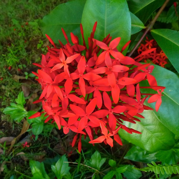 Feldspaziergang + Indische Hochzeit 181 - Arbeitskopie 2