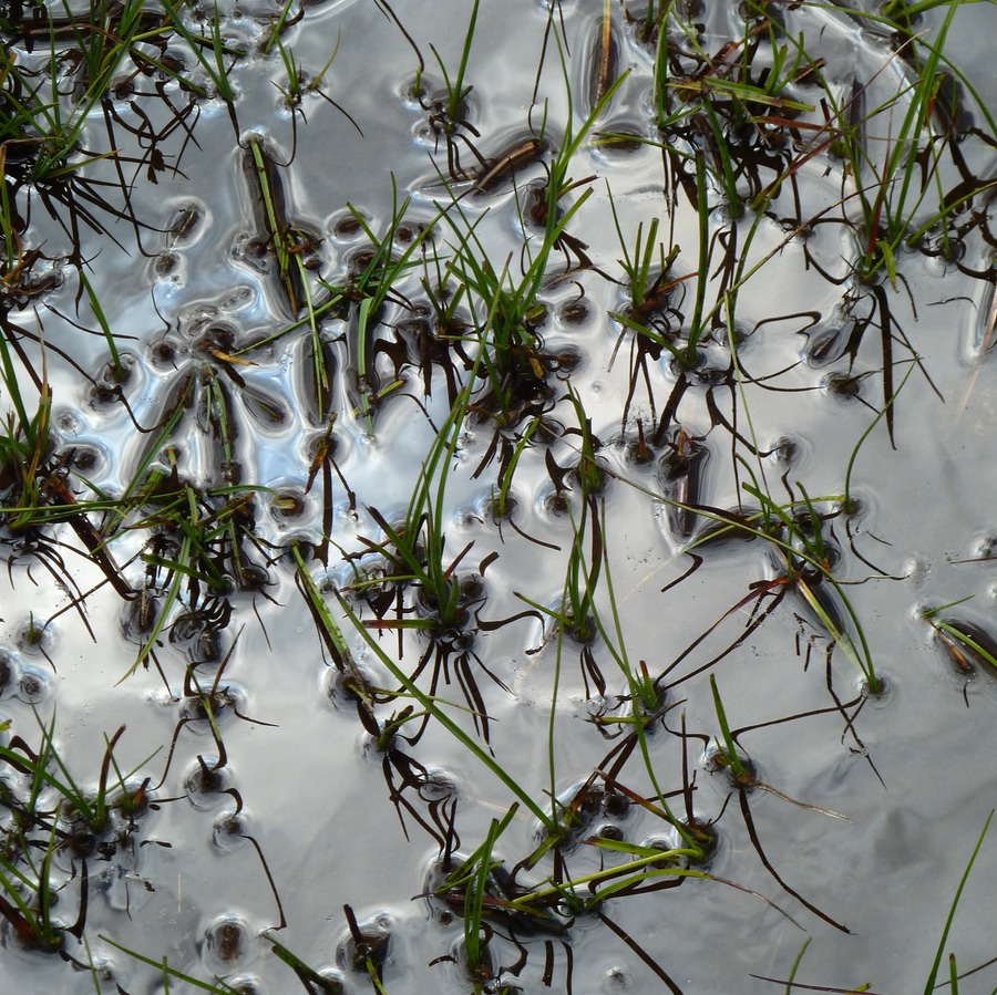 grünflechtenholz 1646.jpg