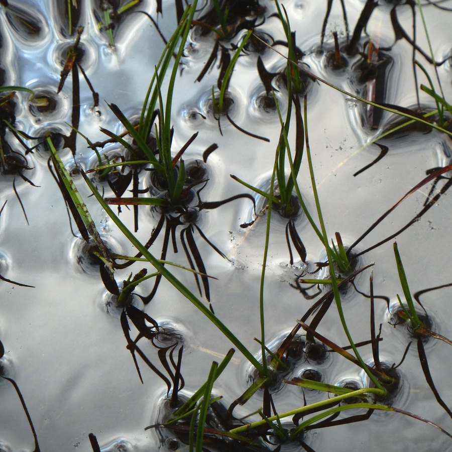 grünflechtenholz 1647.jpg