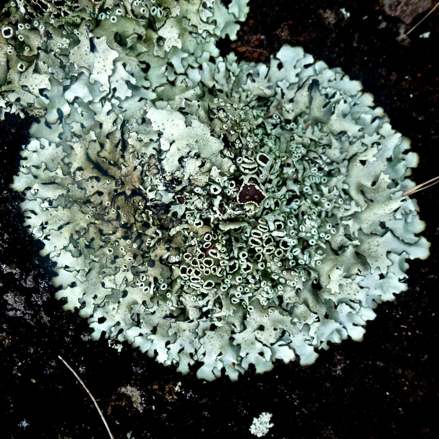 Heliluftbilder Piton Maido 500 - Arbeitskopie 2