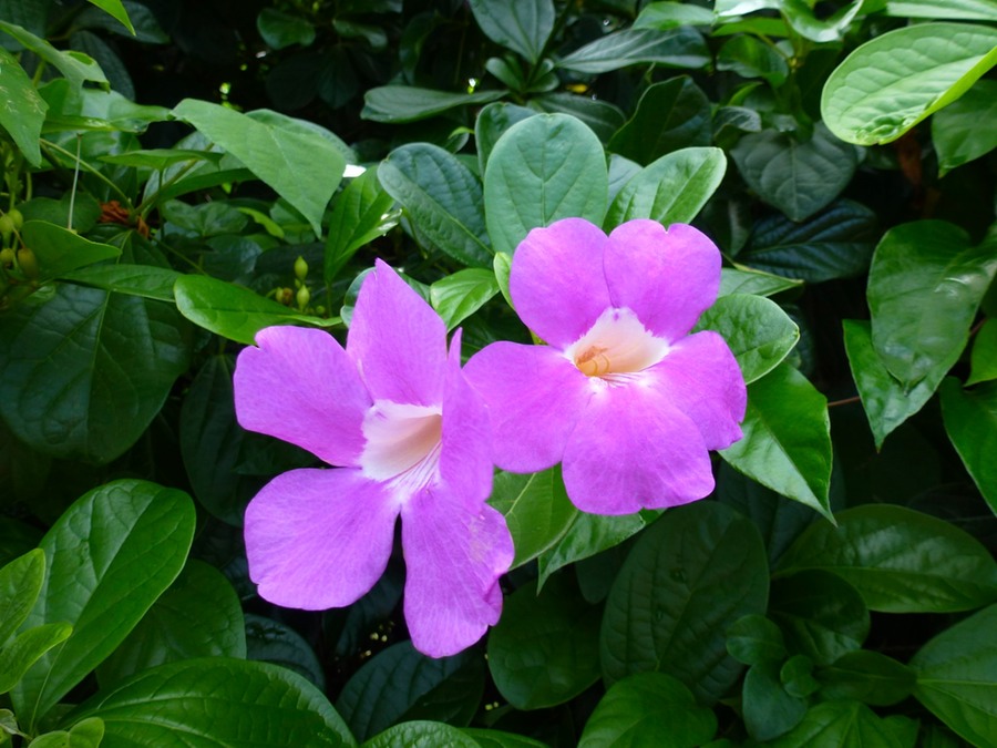 Jardin de Bau Vallon 032