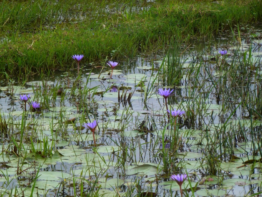 Letzter Tag in Tana 014