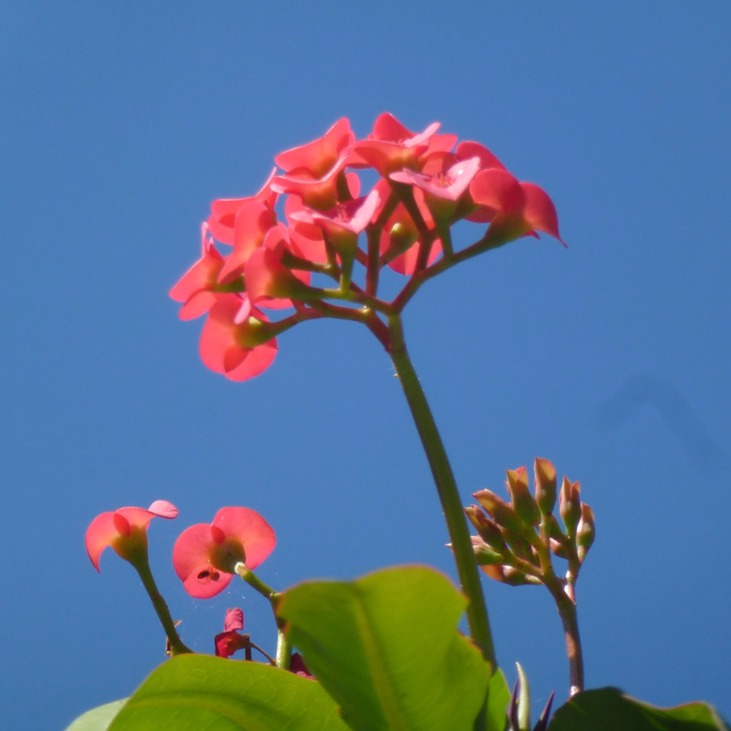 Mauritius Nordwesttour Vinedistillery 131 - Arbeitskopie 2