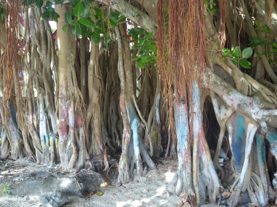 Mauritius Nordwesttour Vinedistillery 091 - Arbeitskopie 2