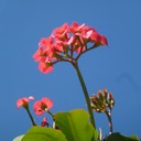 Mauritius Nordwesttour Vinedistillery 131 - Arbeitskopie 2