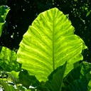 Mauritius Nordwesttour Vinedistillery 134 - Arbeitskopie 2