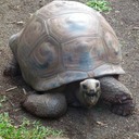 Mautitius Soirée Internationale 307 - Arbeitskopie 2