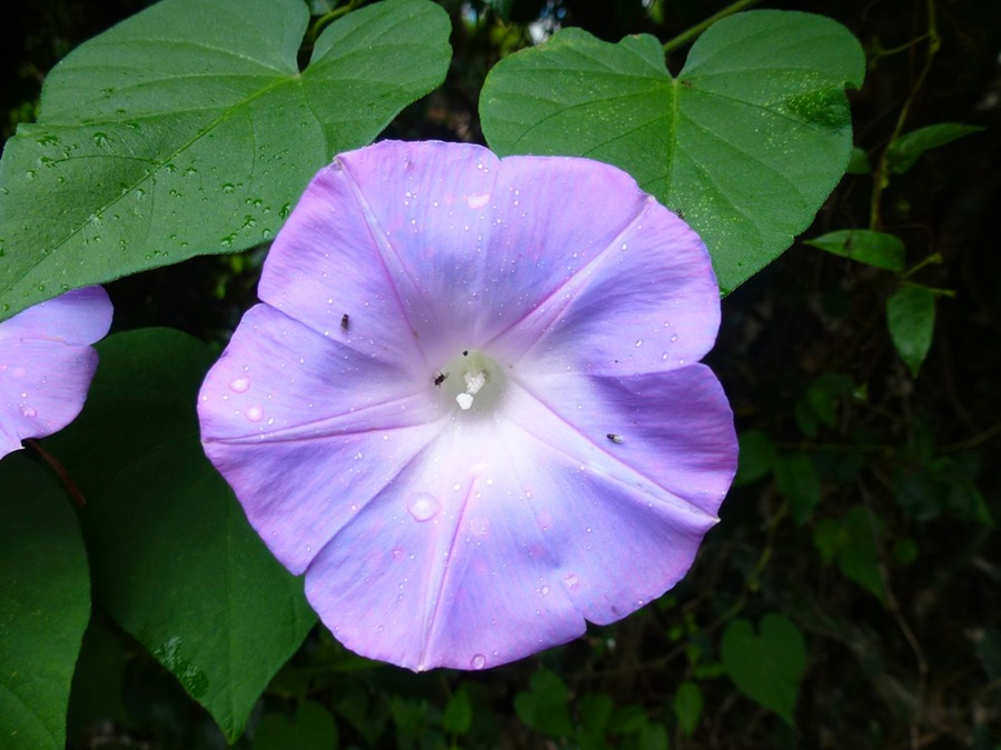 Mautitius Soirée Internationale 097