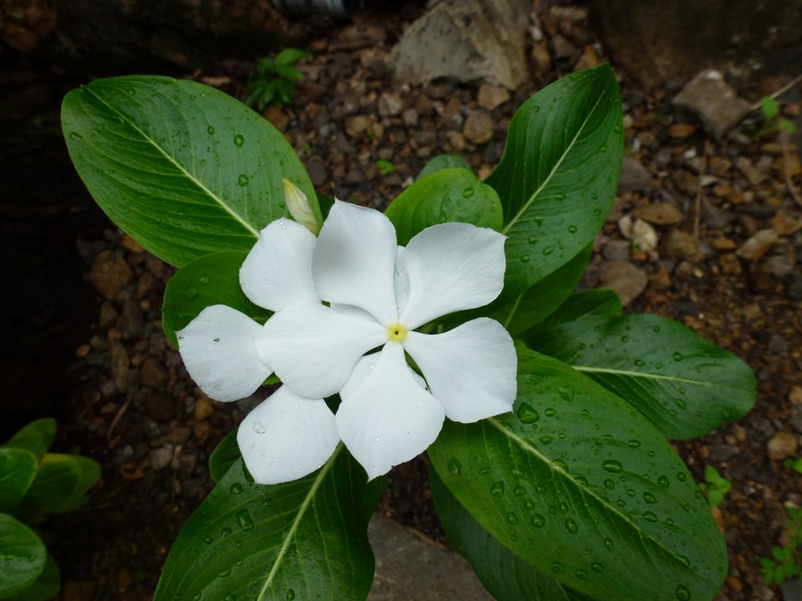 Mautitius Soirée Internationale 106