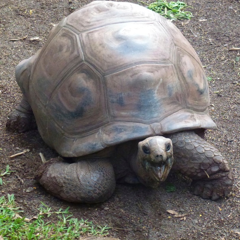 Mautitius Soirée Internationale 307 - Arbeitskopie 2