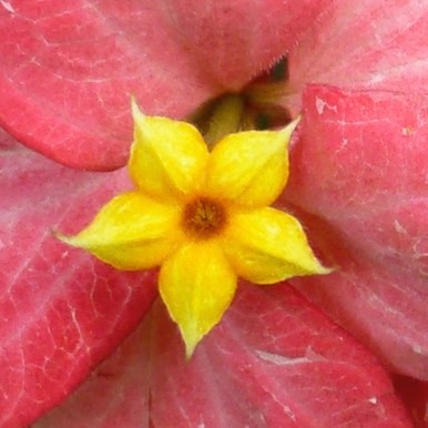 Mautitius Soirée Internationale 311 - Arbeitskopie 2