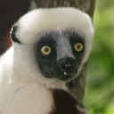 Naturreservat Andasibe 014 - Arbeitskopie 3