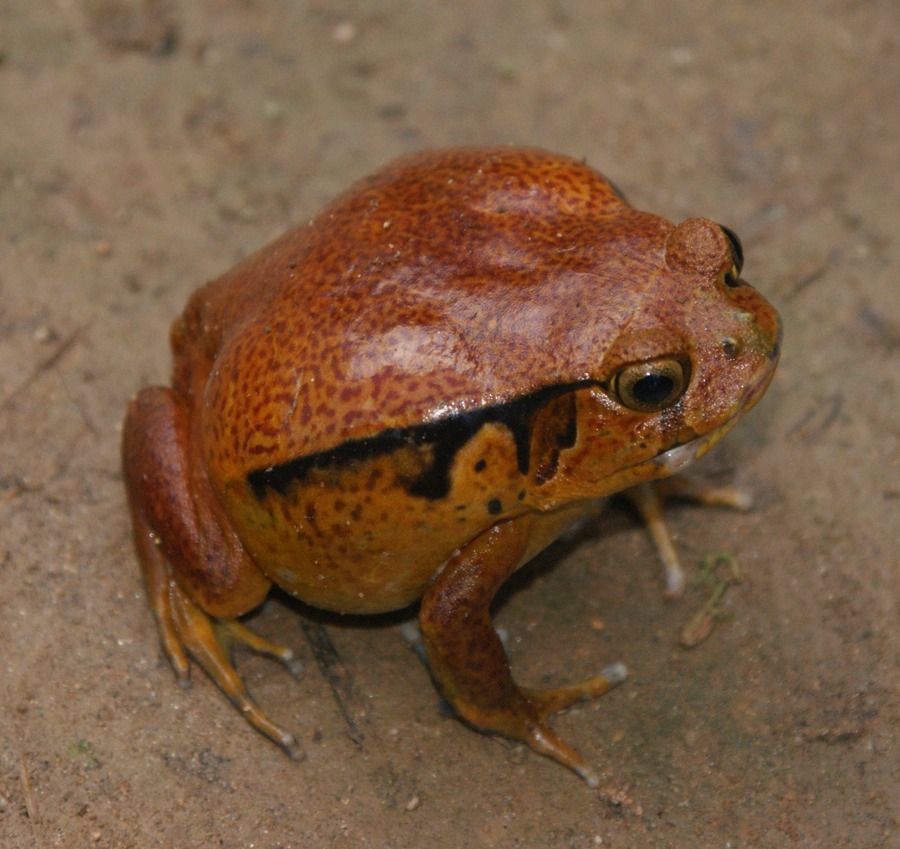 Naturreservat Andasibe 124 - Arbeitskopie 2