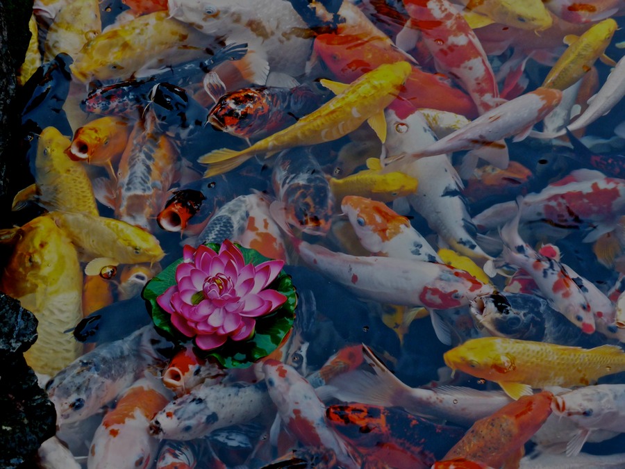 P1020432 - Arbeitskopie 2