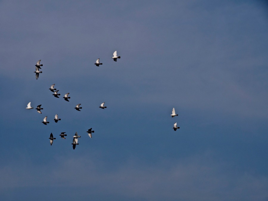 PC040436 - Arbeitskopie 2