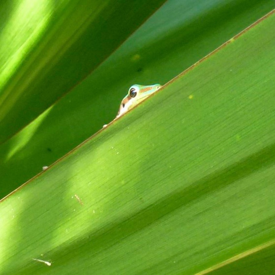 Port Louis Markt Botanikgarden 187 - Arbeitskopie 2
