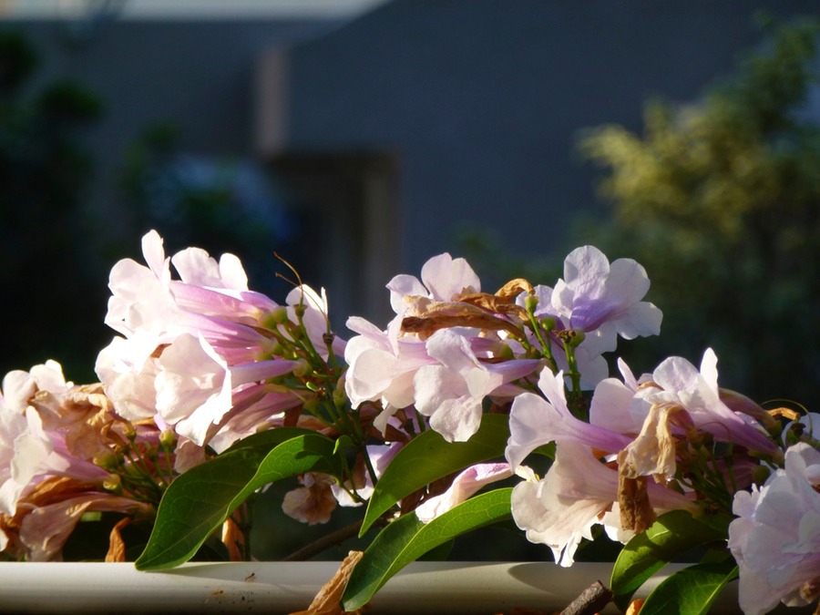 Port Louis Markt Botanikgarden 205