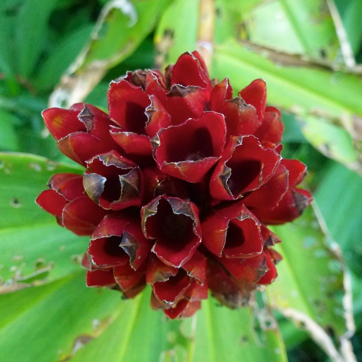 Port Louis Markt Botanikgarden 181 - Arbeitskopie 2