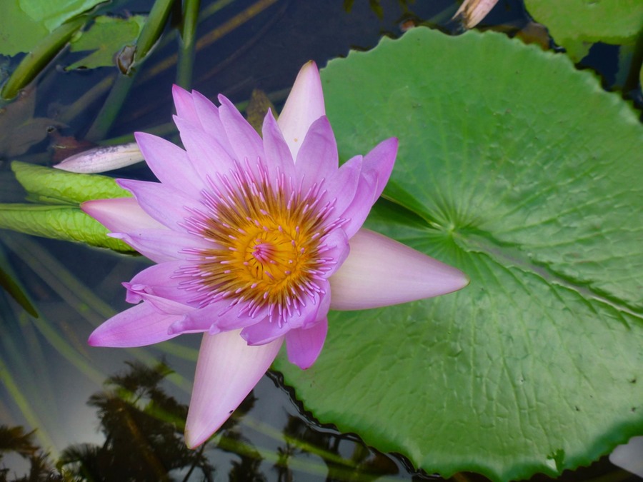Port Louis Markt Botanikgarden 162