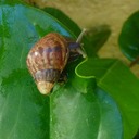 Port Louis Markt Botanikgarden 013 - Arbeitskopie 2