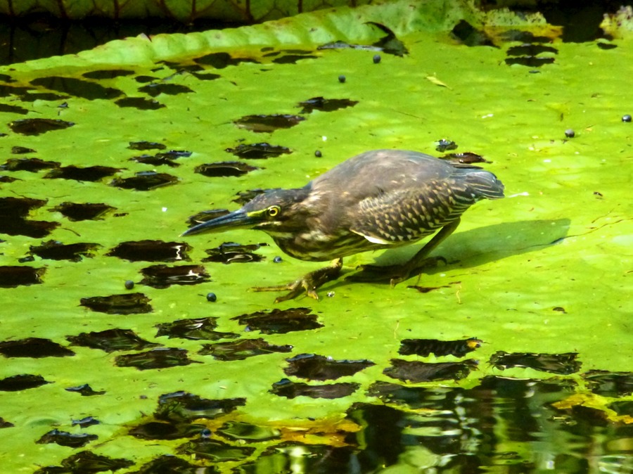 Port Louis Markt Botanikgarden 156 - Arbeitskopie 2