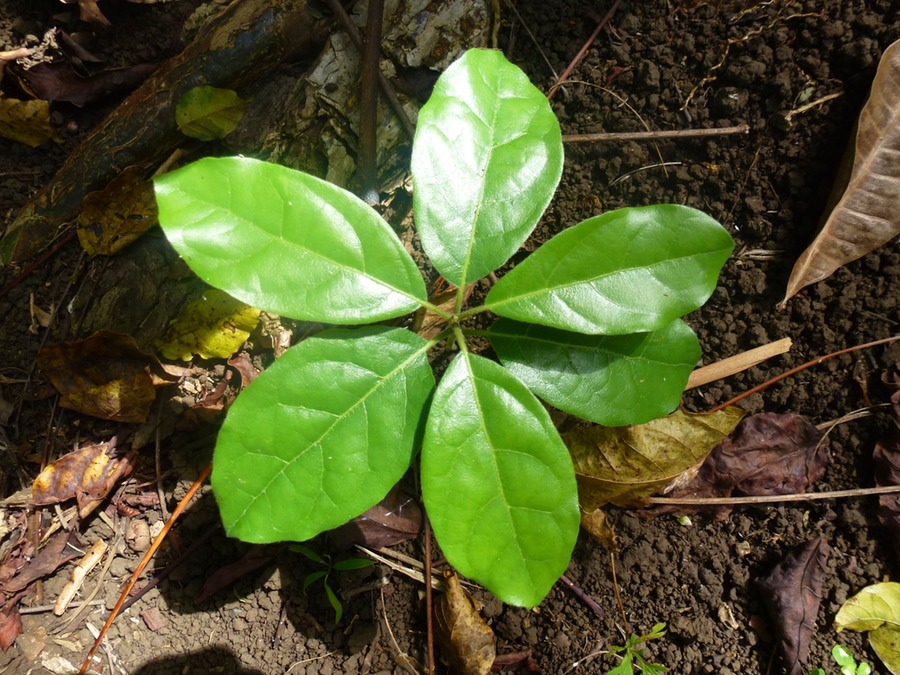 Schildkröten Botanikpark Sonnenuntergang 158