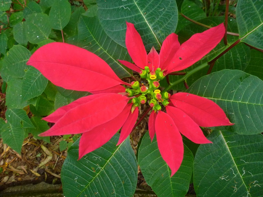 Schildkröten Botanikpark Sonnenuntergang 205