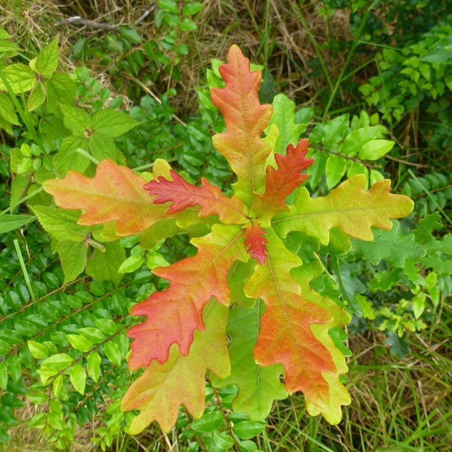 Silaos Wanderungen 122 - Arbeitskopie 2