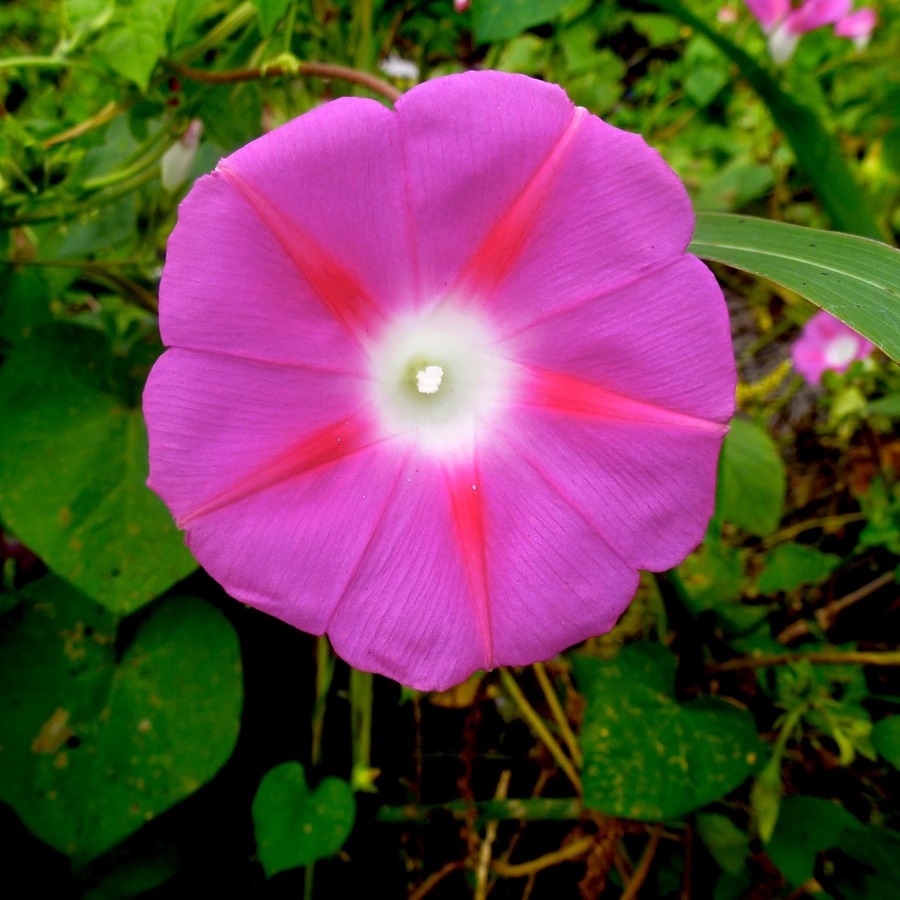 Silaos Wanderungen 195 (2) - Arbeitskopie 2