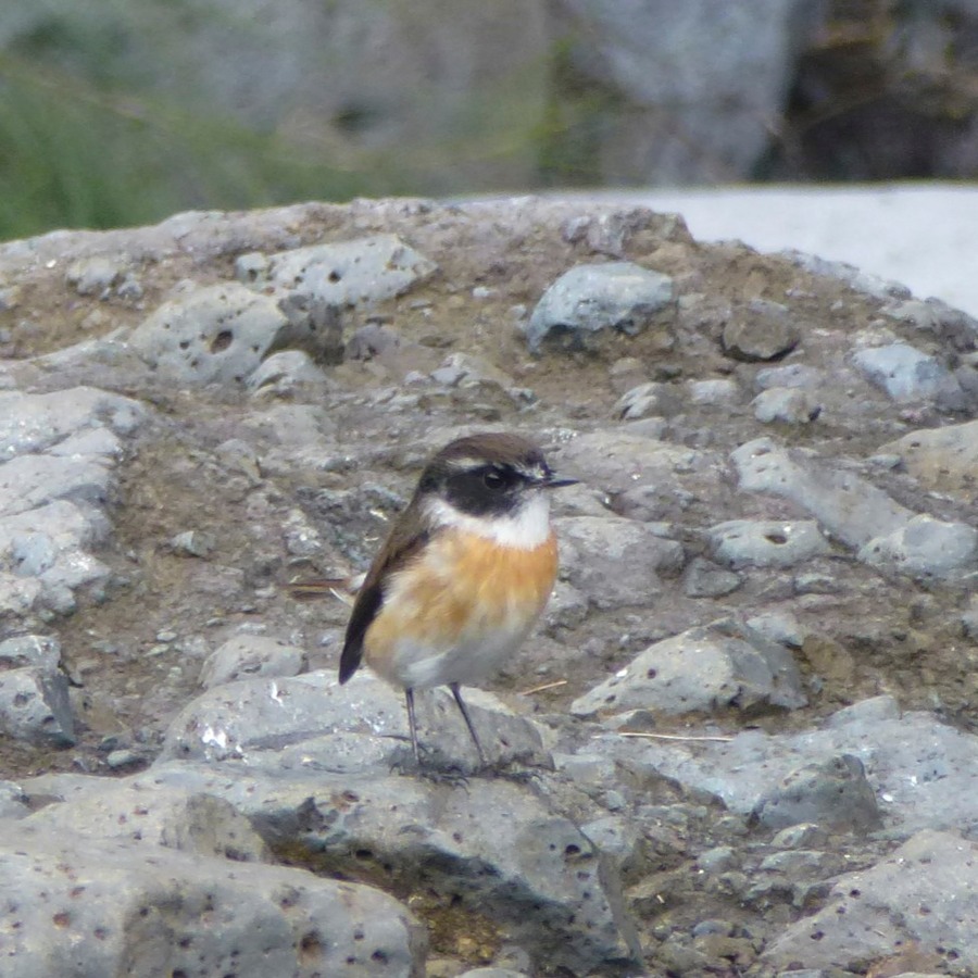 Silaos Wanderungen 305 - Arbeitskopie 2