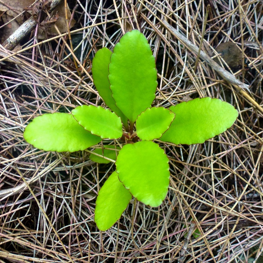 Silaos Wanderungen 342 - Arbeitskopie 2